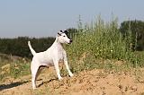 FOX TERRIER POIL LISSE 131